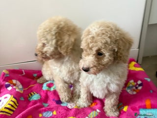 Poochon dogs for sale: Poochon puppies - Advert 1
