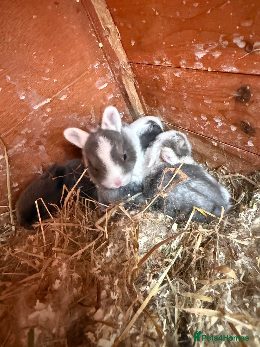 Mixed Breed rabbits for sale: Baby rabbits  - Image 4