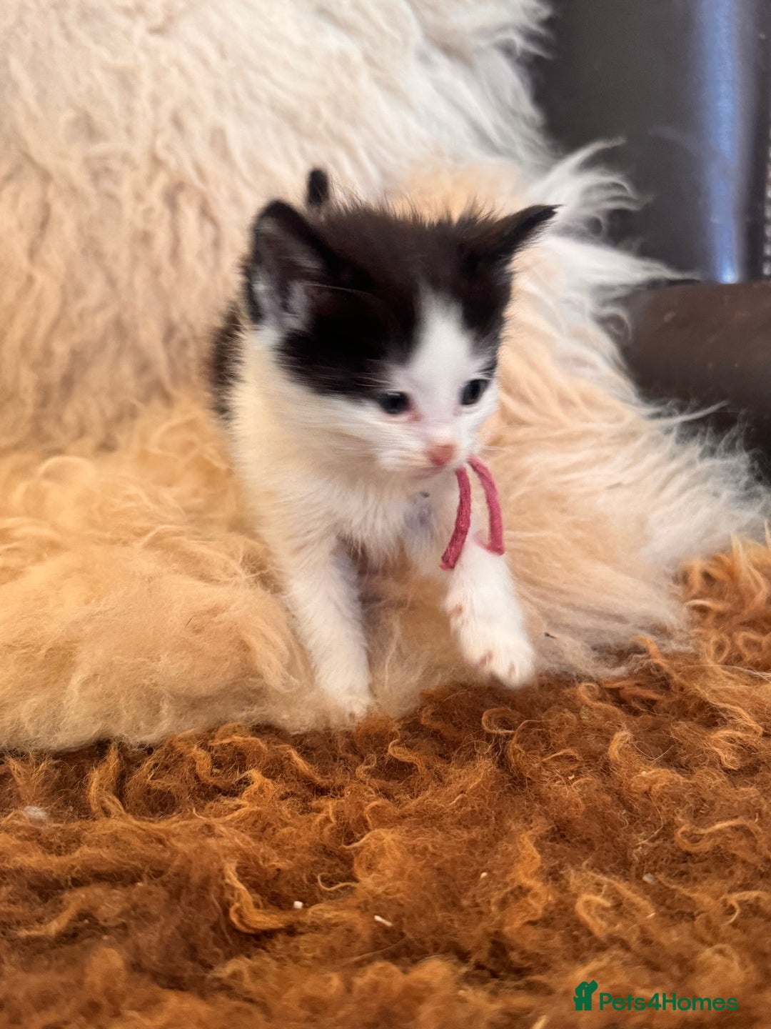 Mixed Breed cats for sale: Only one male left Mainecoon cross kittens  - Advert 10