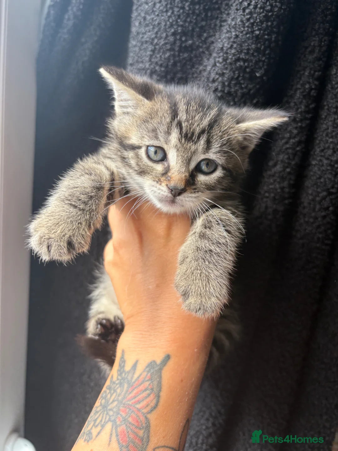 Mixed Breed cats for sale: Beautiful litter of kittens  - Advert 2