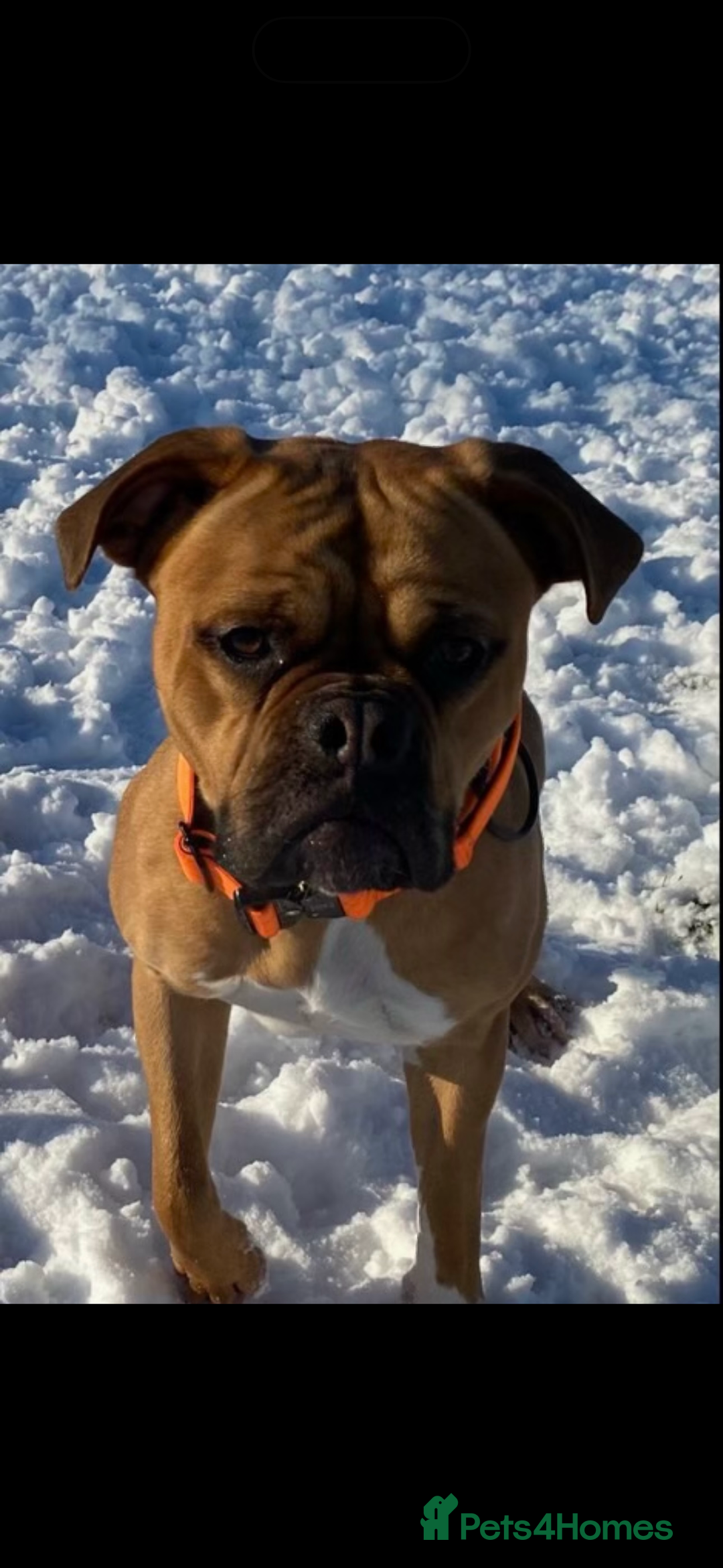 Mixed Breed dogs for sale: Beautiful old tyme bulldog puppies  ❤️ - Advert 3