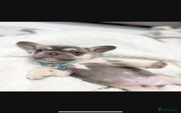 French Bulldog dogs for sale: French bulldog puppies  - Image 11
