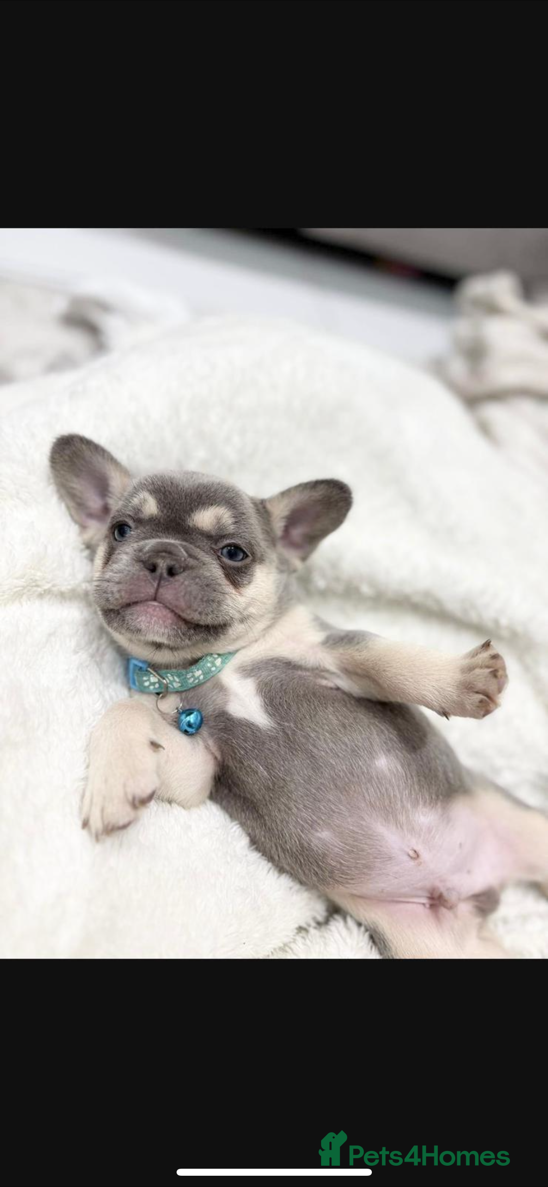French Bulldog dogs for sale: French bulldog puppies  - Image 11