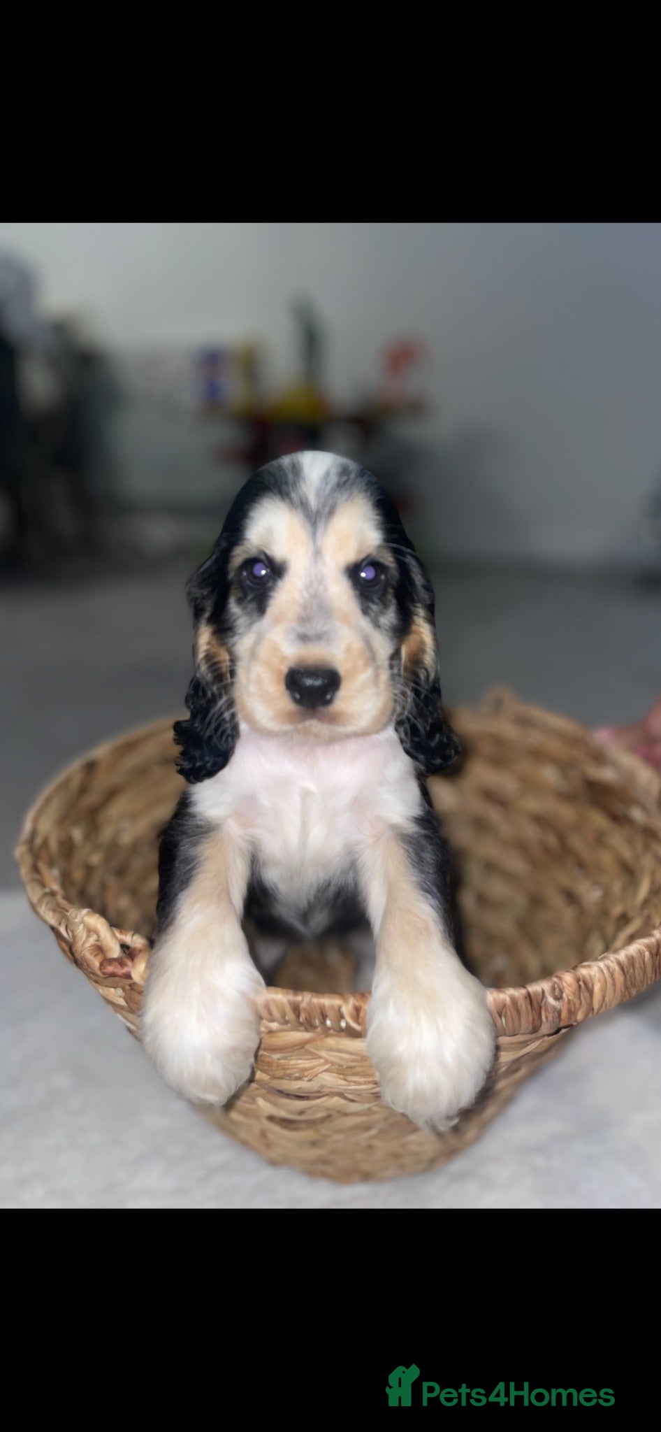 Cocker Spaniel dogs Beautiful litter of kc cocker spaniel pups 🐾 - Advert 2