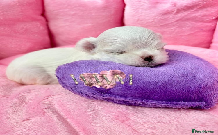 Maltese dogs - Advert 1