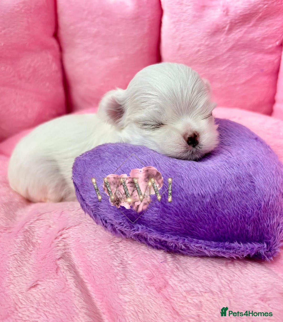 Maltese dogs for sale: 🩷Exquisite Full Korean Maltese Puppies🩵 - Image 15