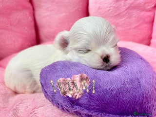 Maltese dogs - Advert 5