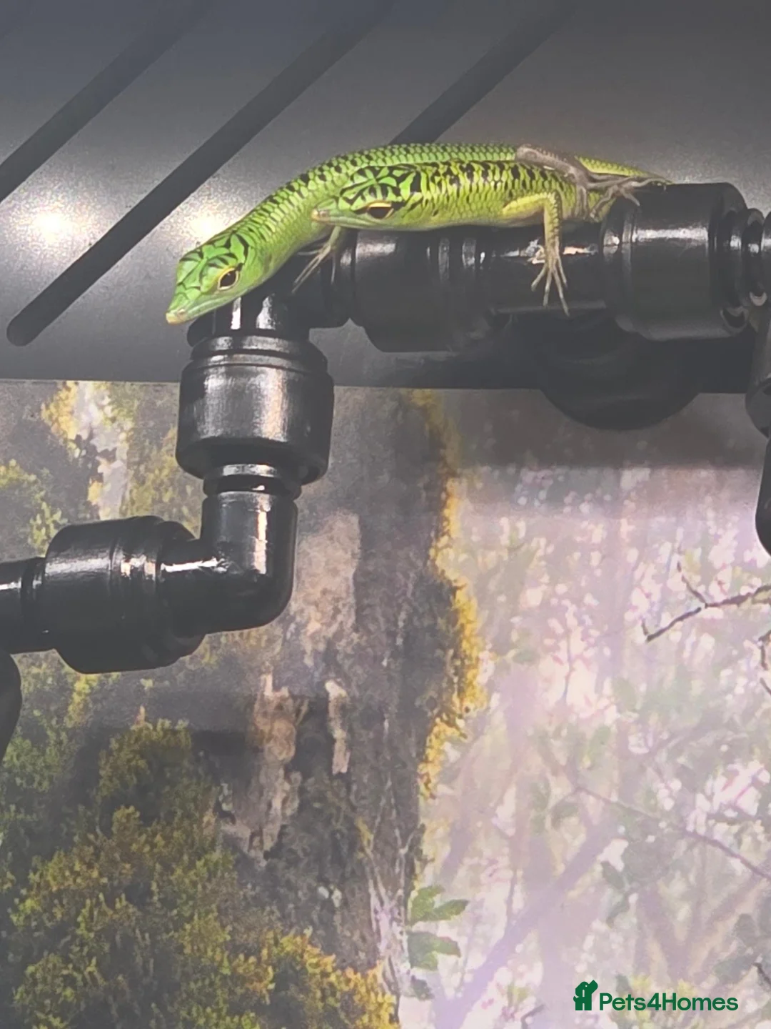 Skink reptiles for sale: Emerald tree skink cb26 - Advert 2