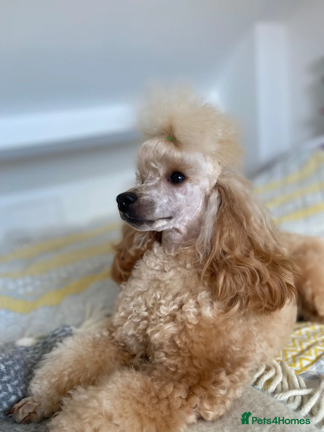 Miniature Poodle dogs for stud: Apricot miniature poodle stud in Bristol - Advert 4