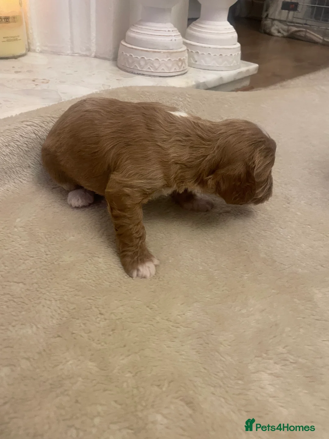 Cavapoo dogs for sale: Beautiful cavapoo puppies  - Advert 13