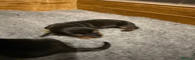 Miniature Dachshund Puppy 4