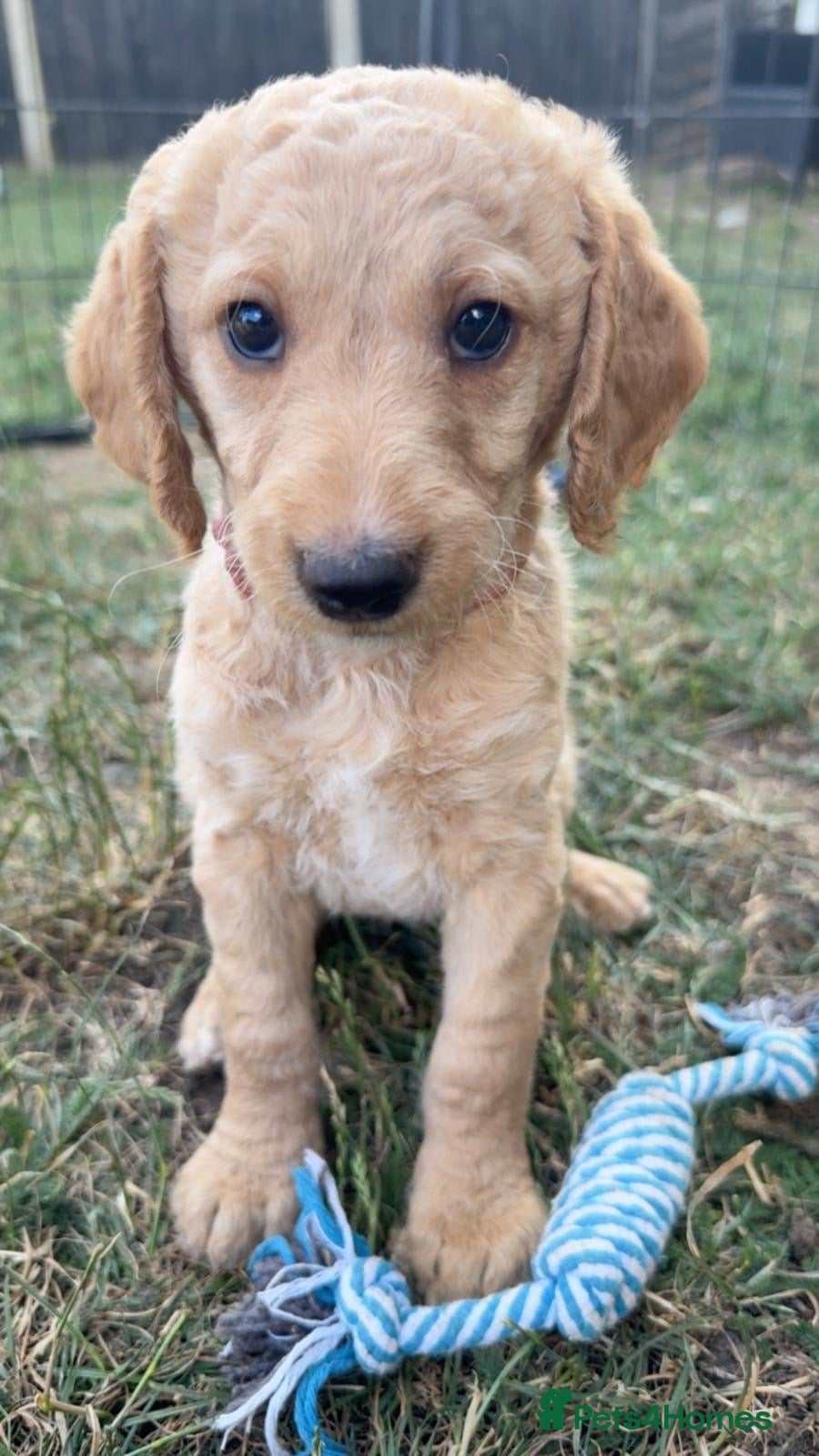 Labradoodle dogs 🐾 F1B Labradooles NEW PHOTOS 🐾   - Advert 2
