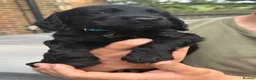 Cocker Spaniel dogs for sale: Working Cocker Spaniel puppies for sale  - Advert 8