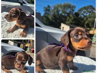 Miniature Dachshund dogs *LAST GIRL* PRA CLEAR MINIATURE DACHSHUND GIRLS - Advert 6