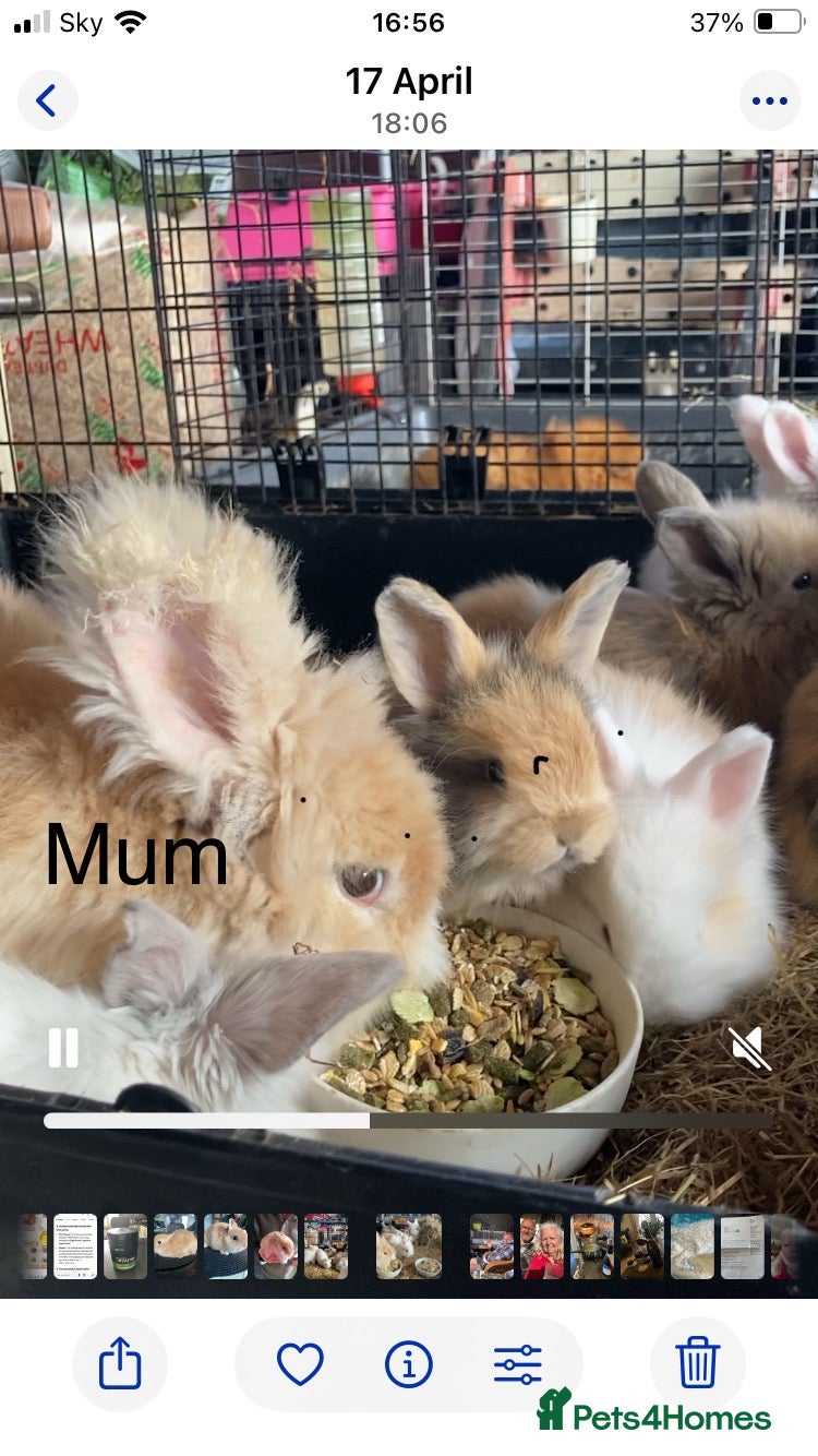 Angora rabbits for sale: Adorable angora babies - Advert 1