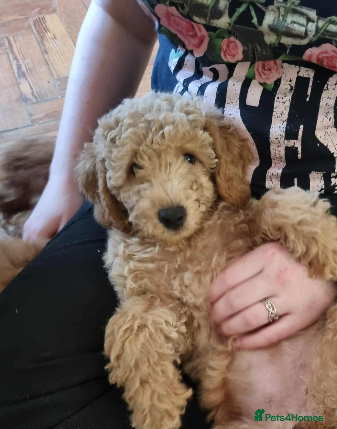 Miniature Poodle dogs for sale: Cafe au lait female miniature poodle - Image 3