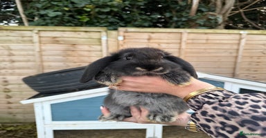 French Lop rabbits - Advert 11