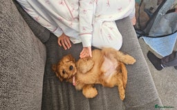 Cockapoo dogs for sale: Beautiful Cockapoos  - Image 14