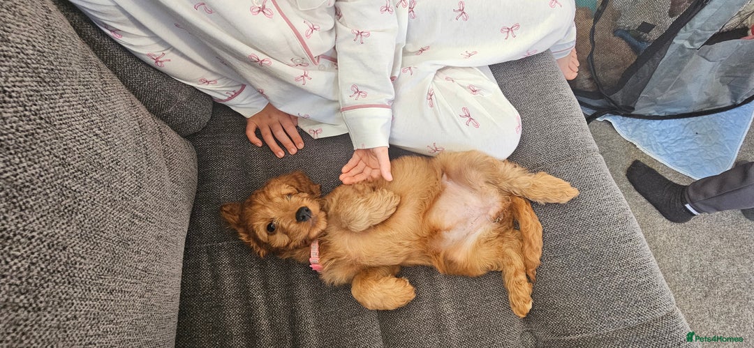Cockapoo dogs for sale: Beautiful Cockapoos  - Image 14