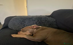 Mixed Breed dogs for sale: Pocket bully - Image 7