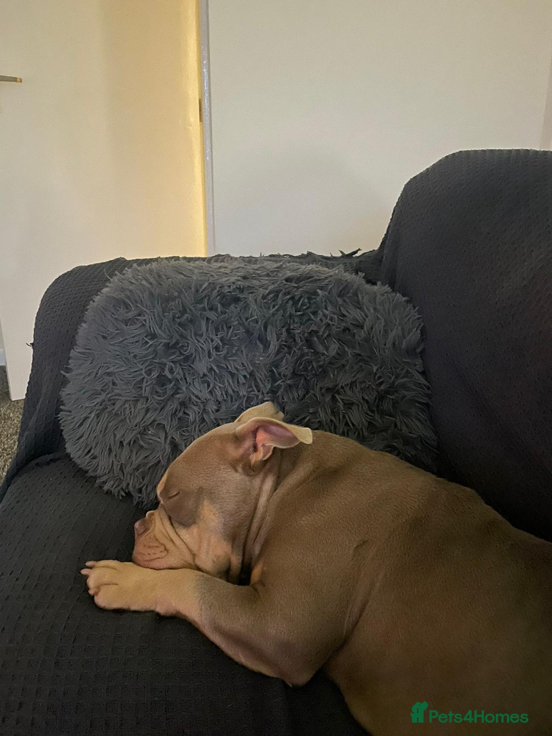 Mixed Breed dogs for sale: Pocket bully - Image 7