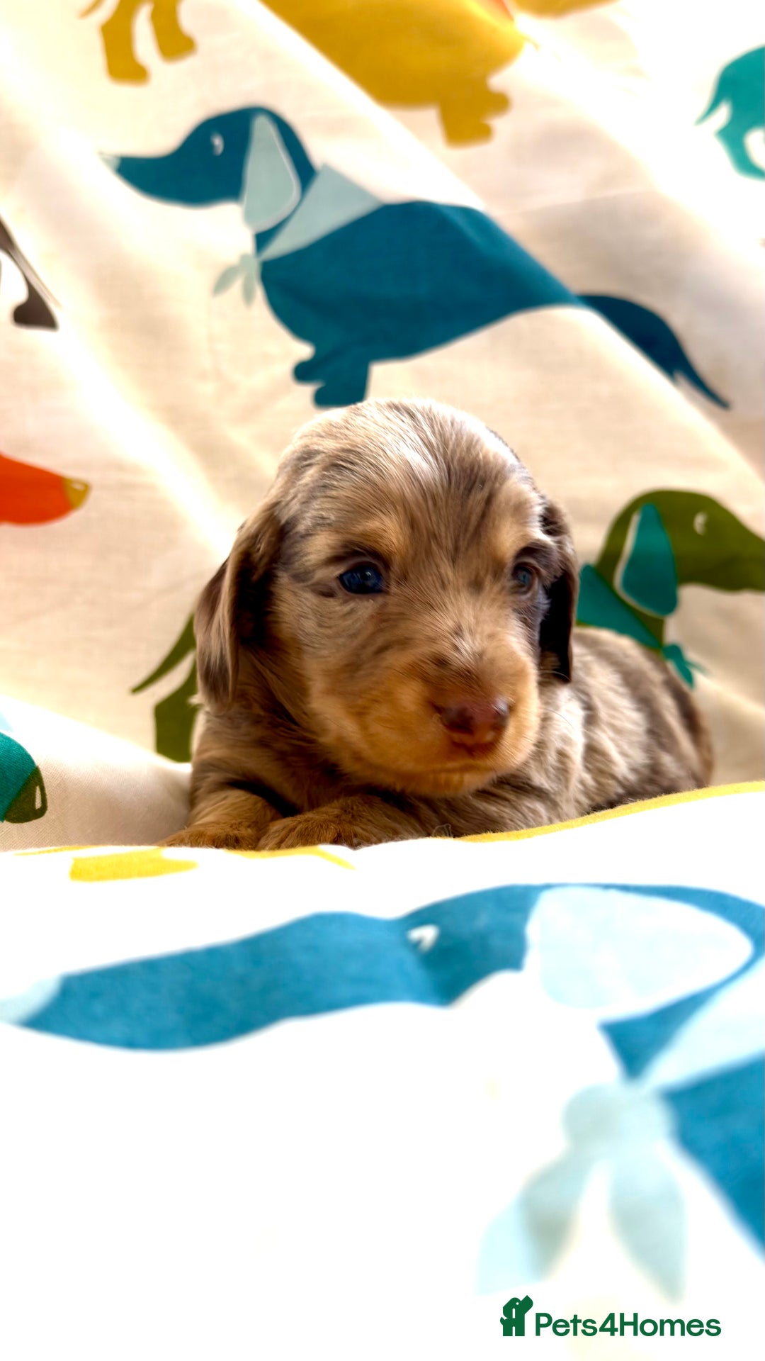 Dachshund dogs for sale: Lovely mini Dachshund puppies  - Advert 8