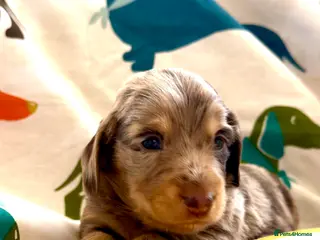 Dachshund dogs Lovely mini Dachshund puppies - Advert 5