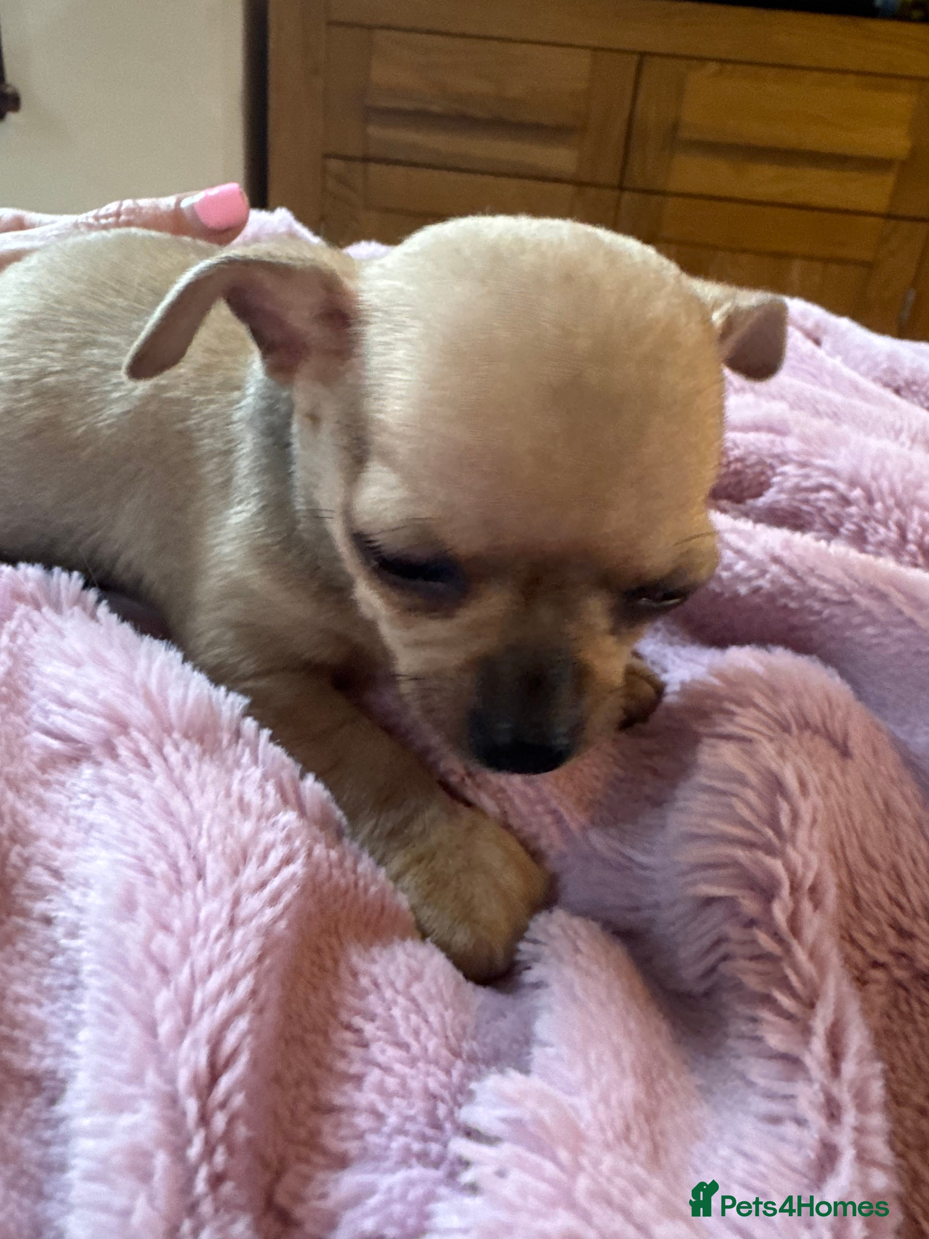 Chihuahua dogs LAST BOY ! REDUCED  - Advert 13