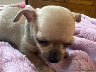 Chihuahua dogs LAST BOY ! REDUCED - Advert 13