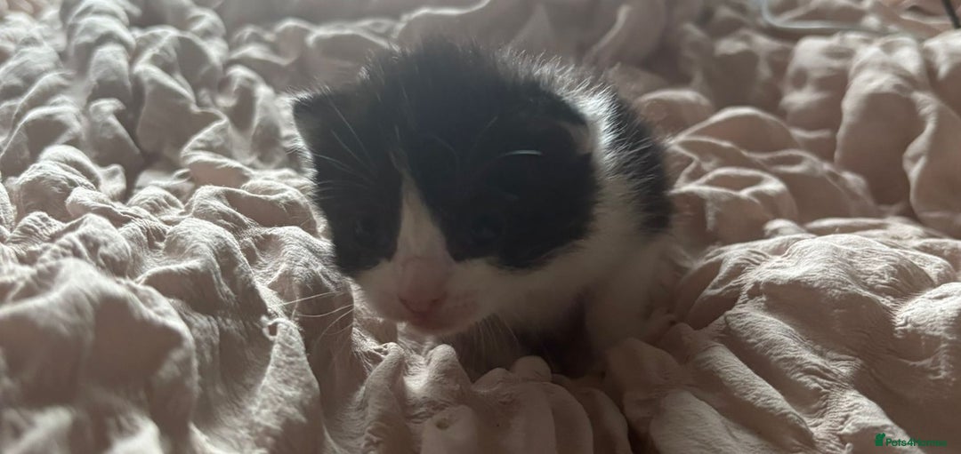 Mixed Breed cats for sale: Cute kittens  - Image 3