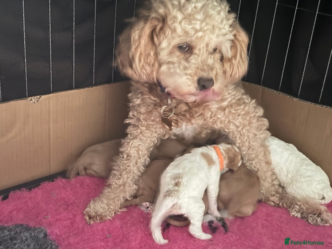 Cavapoo dogs for sale: F2 cavapoo puppies for sale - Advert 6