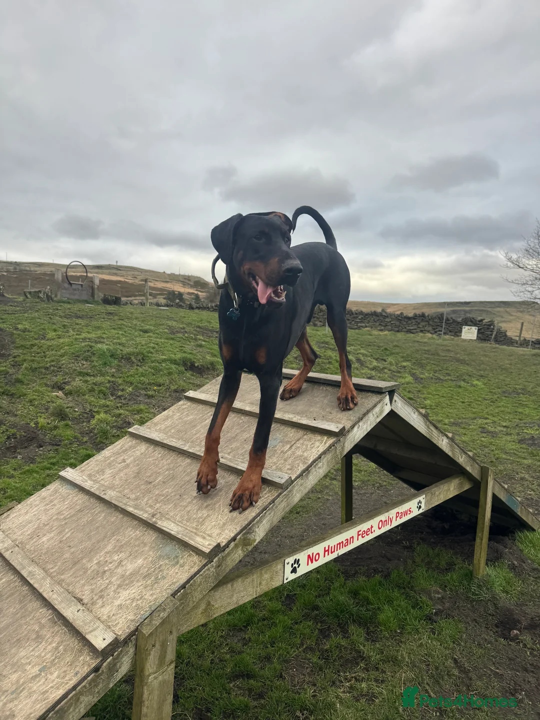 Dobermann dogs for sale: Rehoming doberman  - Advert 1