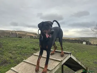 Dobermann dogs Rehoming doberman - Advert 8