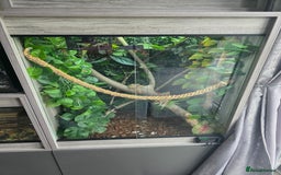 Chameleon reptiles for sale: Ambilobe panther chameleon and viv - Image 8