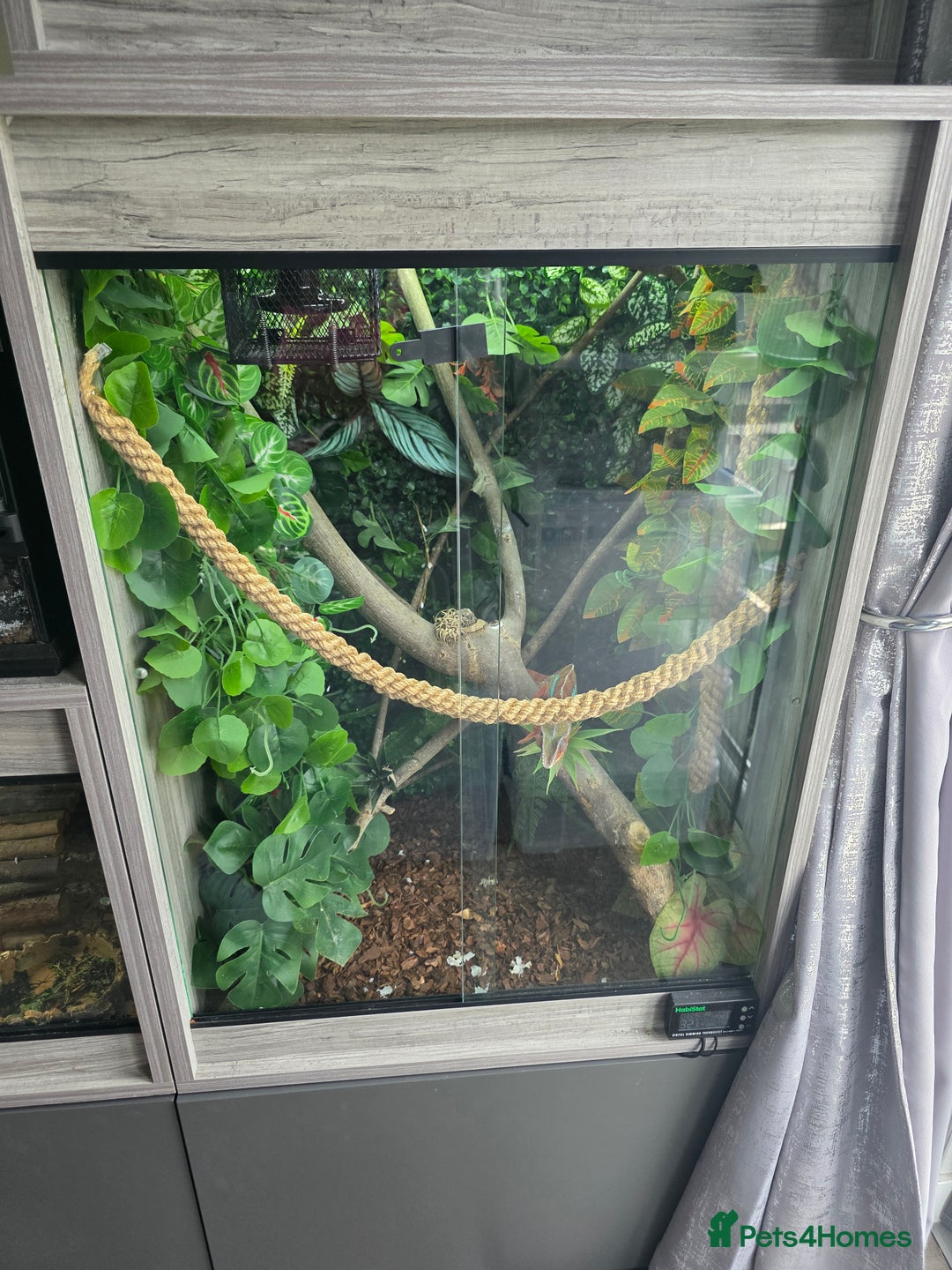 Chameleon reptiles for sale: Ambilobe panther chameleon and viv - Image 8