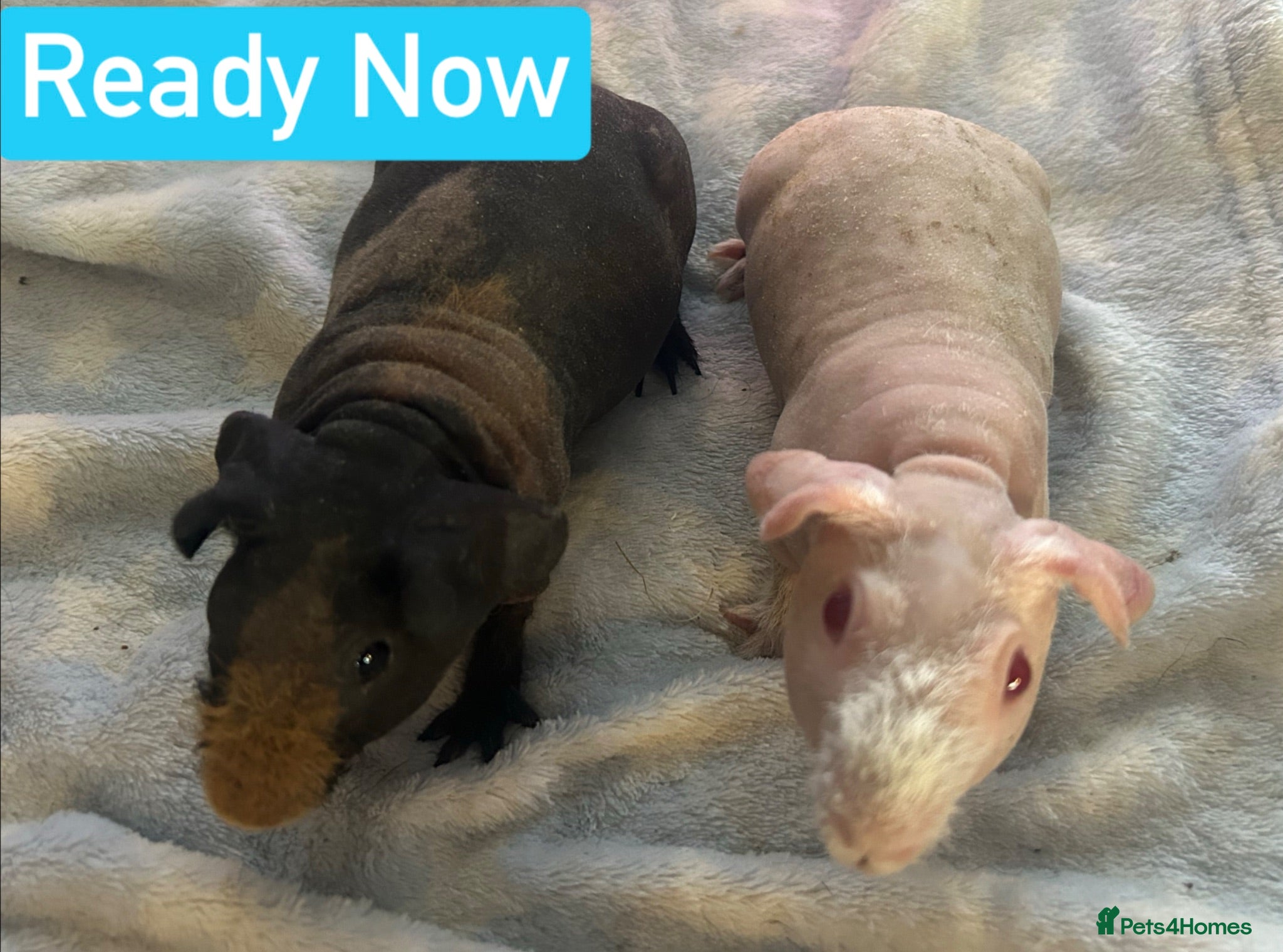 Guinea Pig rodents Skinny Pig Boars  - Advert 1
