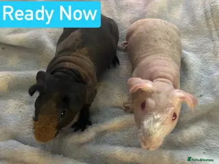 Guinea Pig rodents Skinny Pig Boars - Advert 1