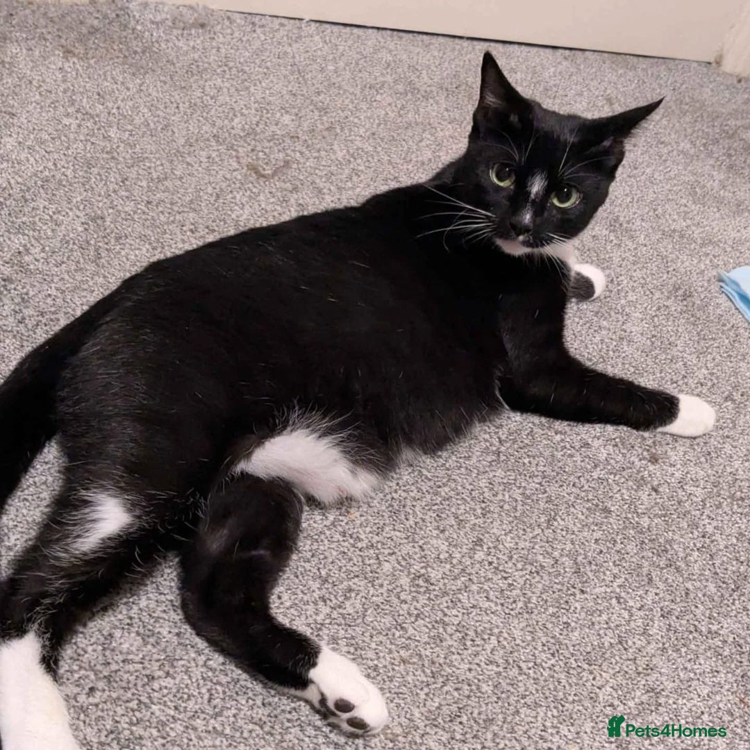 Domestic Shorthair cats for adoption: Ella, approx 2-3 years old  - Advert 2