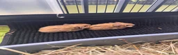 Guinea Pig rodents for sale: 4 Guinea Pigs  in London - Advert 5