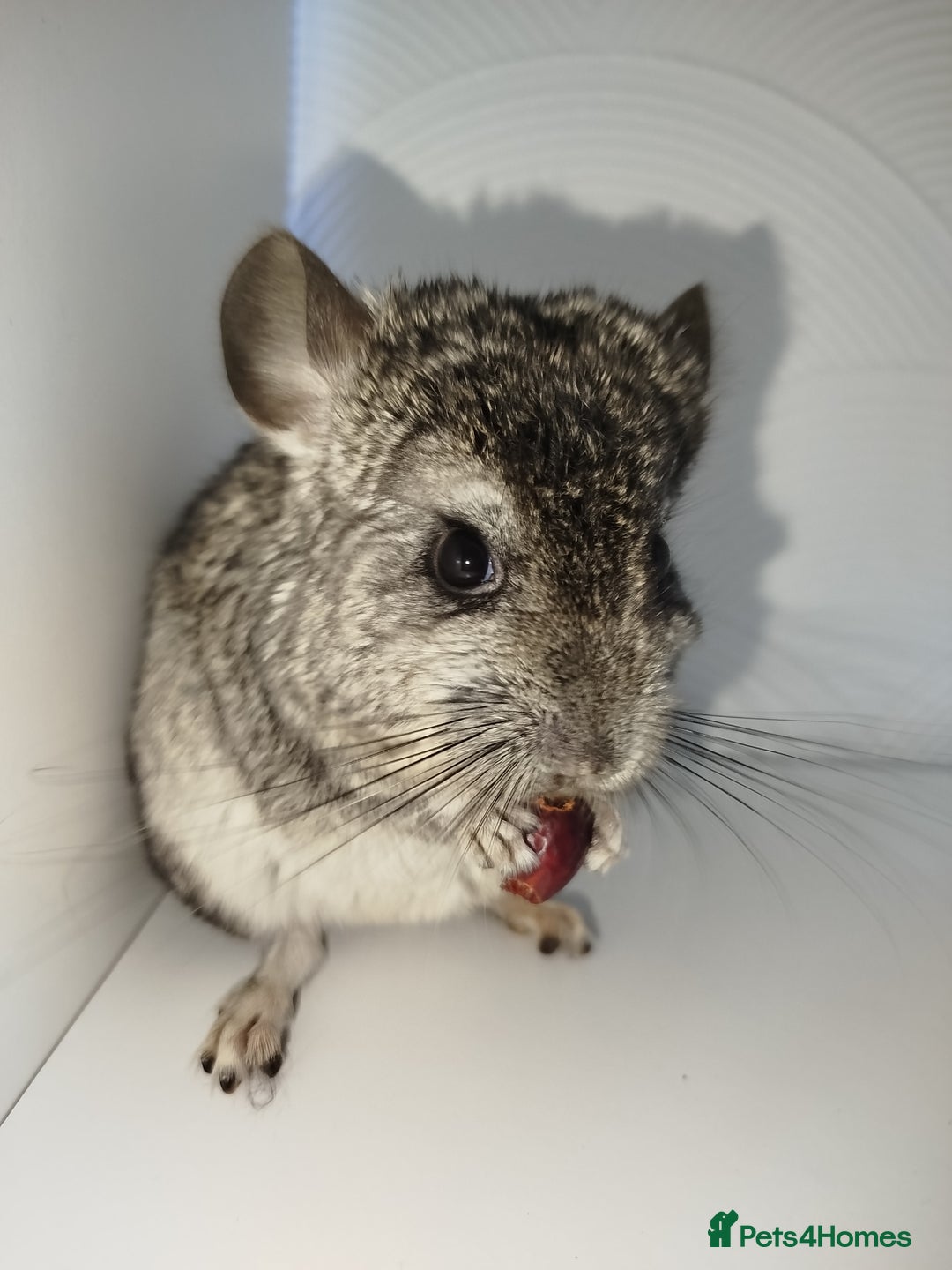 Chinchilla rodents for sale: Friendly chinchilla male  - Advert 4