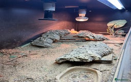 Bearded Dragon reptiles for sale: Bearded Dragon Male For Rehoming - Image 3