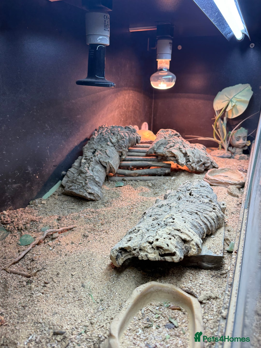 Bearded Dragon reptiles for sale: Bearded Dragon Male For Rehoming - Image 3