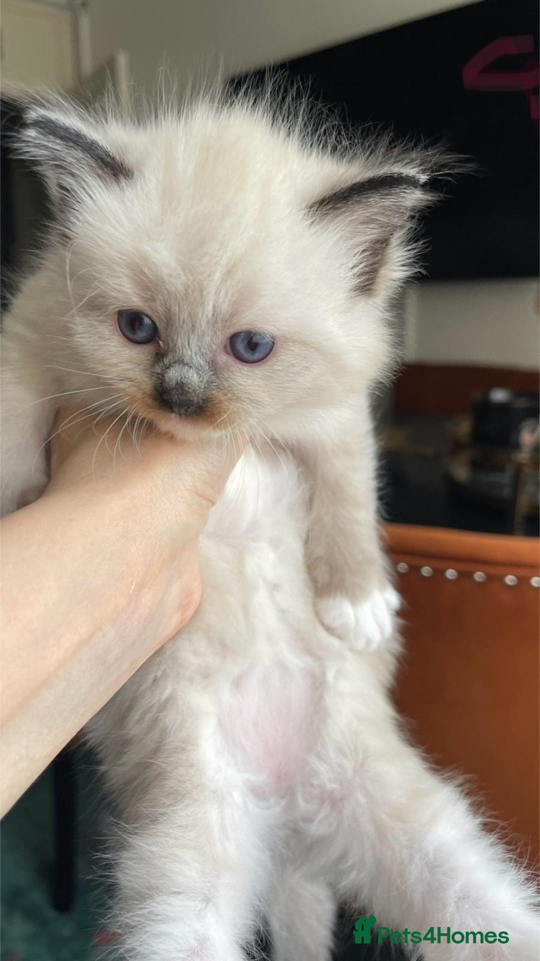 Ragdoll cats for sale: ragdoll kittens - Advert 7