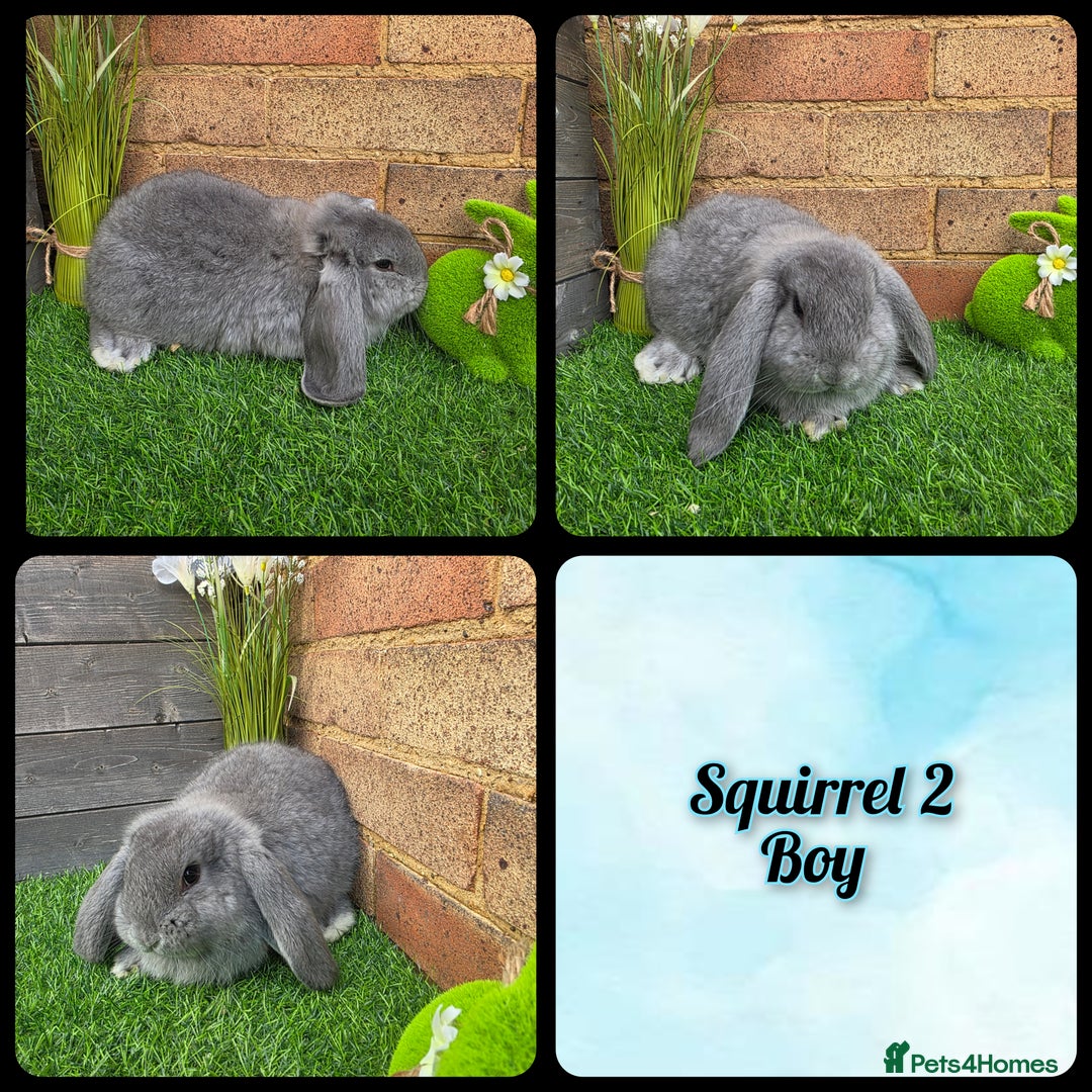 French Lop rabbits for sale: Pure bred French Lops - Advert 4