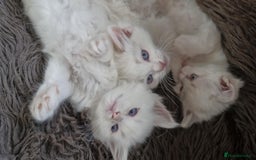 Ragdoll cats for sale: Ready in a week! Stunning Rare Ragdoll babies! - Image 14
