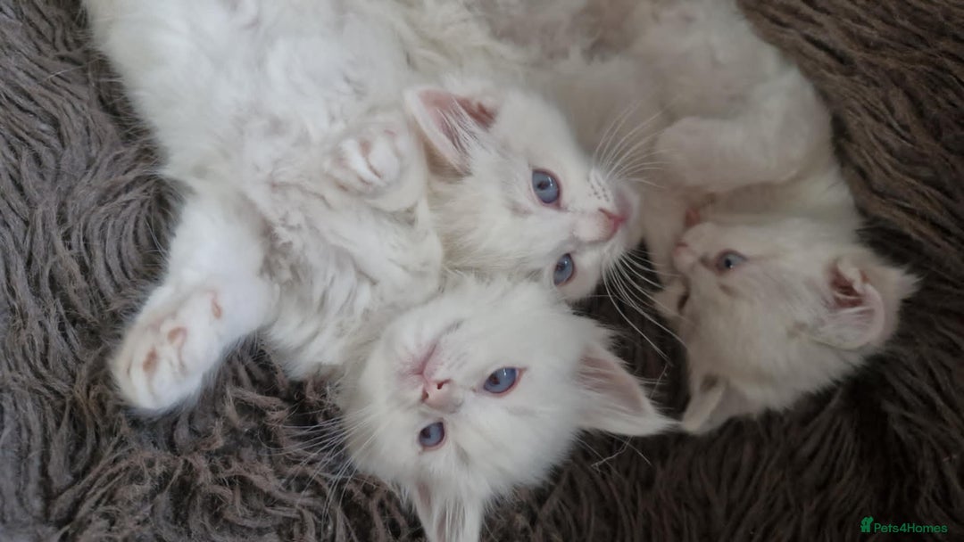Ragdoll cats for sale: Ready in a week! Stunning Rare Ragdoll babies! - Image 14