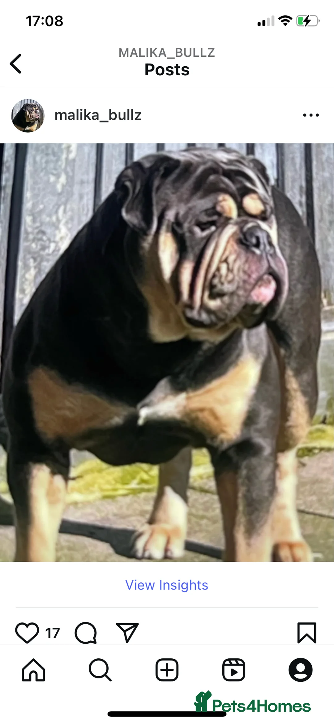 Olde English Bulldogge dogs for stud: Proven fluffy gene carrier health tested  - Advert 3