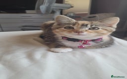 Mixed Breed cats for sale: Male and Female Cats - Image 13