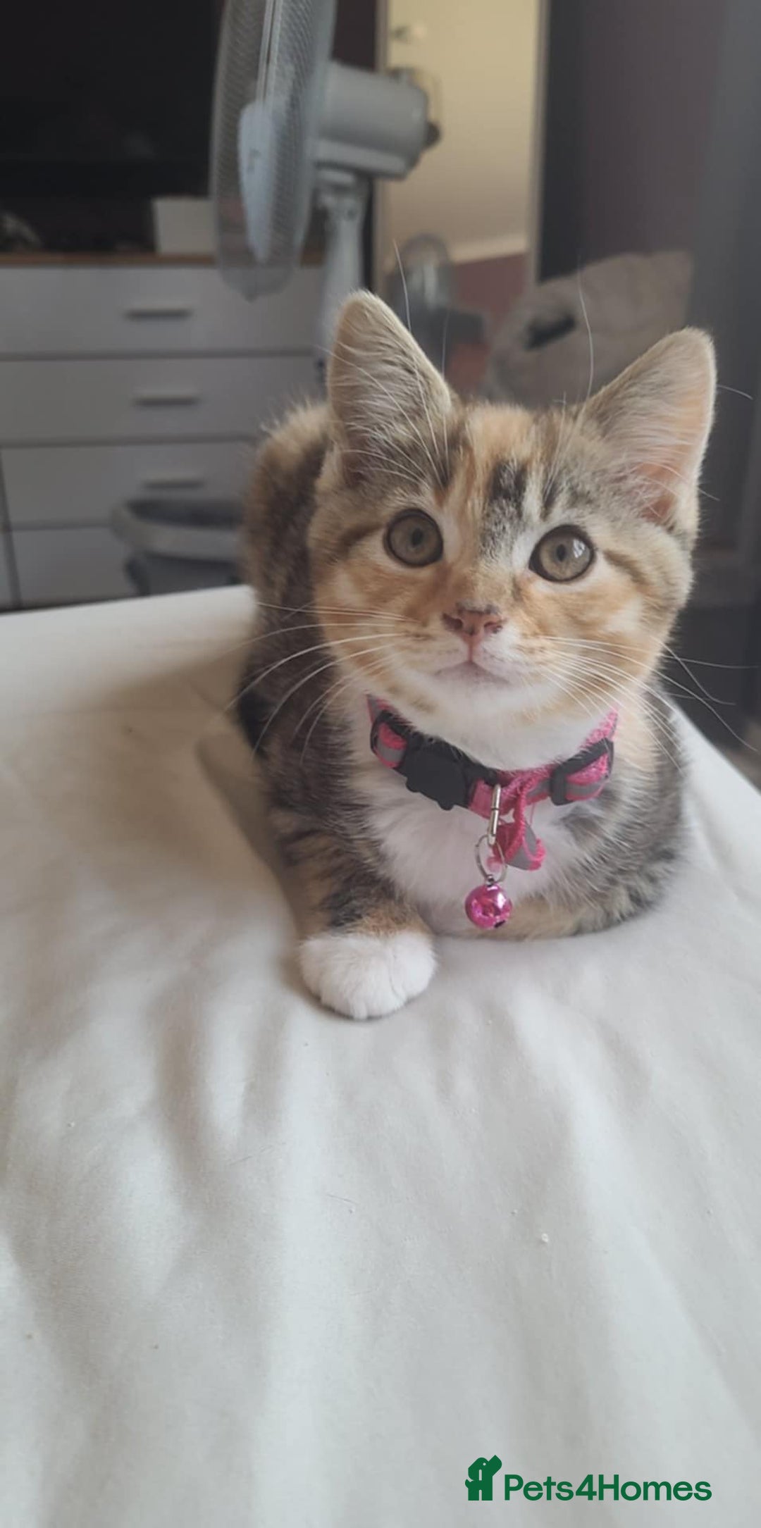 Mixed Breed cats for sale: Male and Female Cats - Image 13