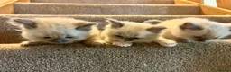Ragdoll cats for sale: Two girls and one Boy ragdoll kittens ready to go in Swansea - Advert 9
